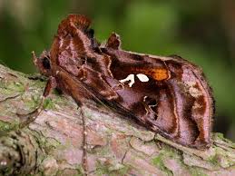 Attēlu rezultāti vaicājumam “Autographa pulchrina”