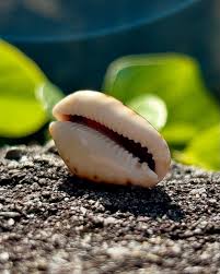 Attēlu rezultāti vaicājumam “Cribraria martinii macro”