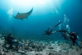 Image result for Manta Divers Sub-Aqua Club