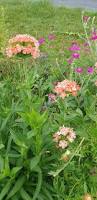 Image result for Lychnis chalcedonica `Dusky Salmon`