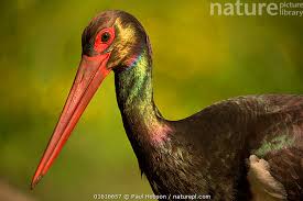 Attēlu rezultāti vaicājumam “Ciconia nigra”