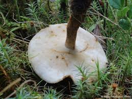 Attēlu rezultāti vaicājumam “Polyporus ciliatus”