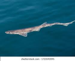 Image result for Scyliorhinus canicula