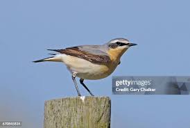 Attēlu rezultāti vaicājumam “Oenanthe oenanthe”