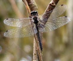 Attēlu rezultāti vaicājumam “Sympetrum danae”