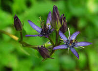 Attēlu rezultāti vaicājumam “Swertia perennis leaf”