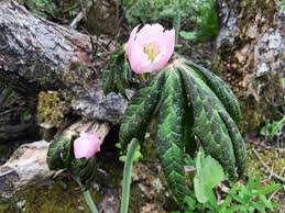 Attēlu rezultāti vaicājumam “Podophyllum hexandrum fruit”