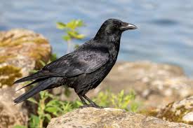 Attēlu rezultāti vaicājumam “Corvus cornix adult”