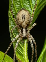 Attēlu rezultāti vaicājumam “Anyphaena accentuata”