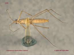 Attēlu rezultāti vaicājumam “Limnoporus rufoscutellatus”