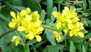 Attēlu rezultāti vaicājumam “Rorippa palustris flower”