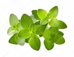 Attēlu rezultāti vaicājumam “Thymus serpyllum leaf”