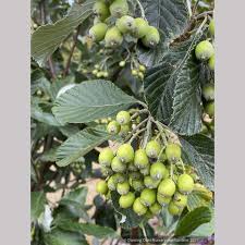 Attēlu rezultāti vaicājumam “Sorbus aria”