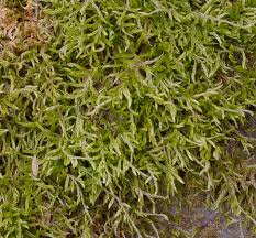 Attēlu rezultāti vaicājumam “Plagiothecium laetum”