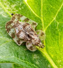 Attēlu rezultāti vaicājumam “Physatocheila smreczynskii”