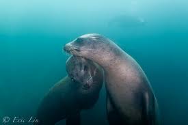 Image result for Uwe Sub Aqua Club