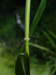Attēlu rezultāti vaicājumam “Leersia oryzoides”
