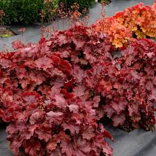 Image result for Heuchera Metallica