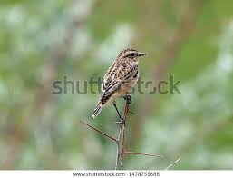 Attēlu rezultāti vaicājumam “Saxicola rubetra adult”