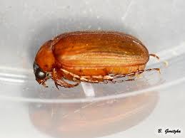 Attēlu rezultāti vaicājumam “Serica brunnea”