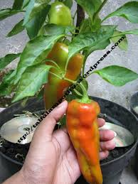 Afbeeldingsresultaat voor aconcagua sweet pepper