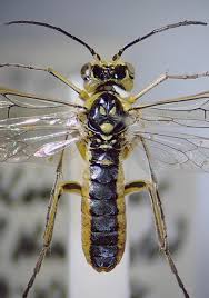 Attēlu rezultāti vaicājumam “Rhogogaster viridis”