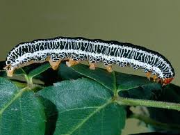 Attēlu rezultāti vaicājumam “Melanchra persicariae larva”