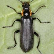 Attēlu rezultāti vaicājumam “Cantharis obscura”