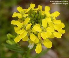 Attēlu rezultāti vaicājumam “Erysimum hieracifolium”