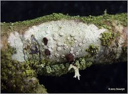 Attēlu rezultāti vaicājumam “Lecanora carpinea”