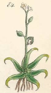 Attēlu rezultāti vaicājumam “Subularia aquatica”