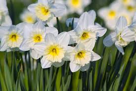 Attēlu rezultāti vaicājumam “Narcissus flower”