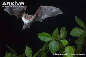 Attēlu rezultāti vaicājumam “Myotis dasycneme”