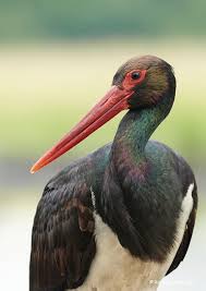 Attēlu rezultāti vaicājumam “Ciconia nigra”