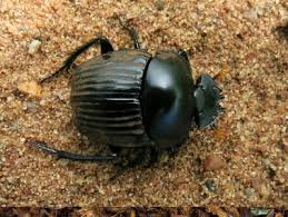 Attēlu rezultāti vaicājumam “Aphodius sp.”