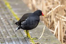 Attēlu rezultāti vaicājumam “Gallinula chloropus juvenile”