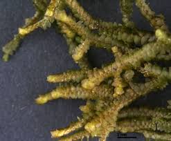 Attēlu rezultāti vaicājumam “Porella cordaeana”