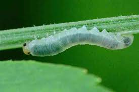 Attēlu rezultāti vaicājumam “Tenthredo scrophulariae larva”