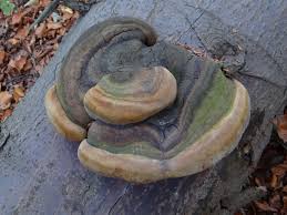 Attēlu rezultāti vaicājumam “Phellinus”