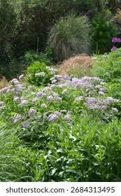 Image result for Pimpinella major