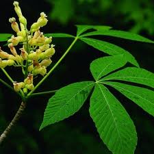 Attēlu rezultāti vaicājumam “Aesculus flava leaf”