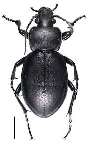 Attēlu rezultāti vaicājumam “Carabus coriaceus”