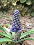 vegetative <b>reproduction</b>.
