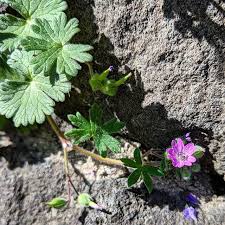Attēlu rezultāti vaicājumam “Geranium molle flower”