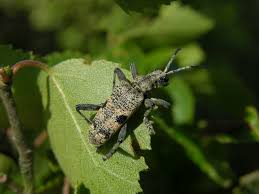Attēlu rezultāti vaicājumam “Rhagium mordax”