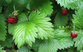 Image result for Fragaria vesca