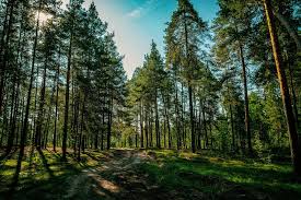 Image result for лес,