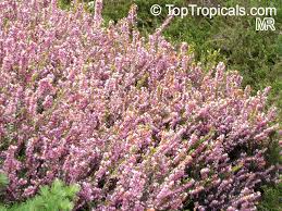 Attēlu rezultāti vaicājumam “Erica x darleyensis flower”