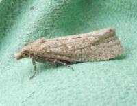 Attēlu rezultāti vaicājumam “Epiblema grandaevana”