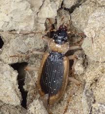 Attēlu rezultāti vaicājumam “Nebria livida”